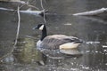 Lone goose Royalty Free Stock Photo