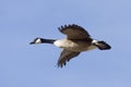 Lone Goose Royalty Free Stock Photo