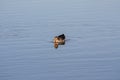 Lone Goose on Calm Waters Royalty Free Stock Photo