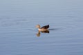 Lone Goose on Calm Waters Royalty Free Stock Photo