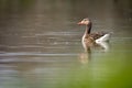 Lone goose floating on a calm river Royalty Free Stock Photo