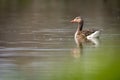 Lone goose floating on a calm river Royalty Free Stock Photo