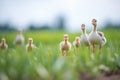 lone goose guiding goslings in field