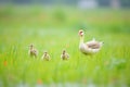 lone goose guiding goslings in field