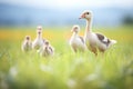 lone goose guiding goslings in field Royalty Free Stock Photo