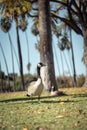 Lone goose in a lush green park Royalty Free Stock Photo