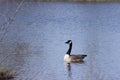 Lone goose Royalty Free Stock Photo