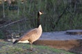 Lone goose Royalty Free Stock Photo