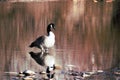 Lone goose standing in shallow water of the Boise river Royalty Free Stock Photo