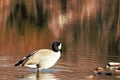 Lone goose standing in shallow water of the Boise river Royalty Free Stock Photo