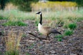 Lone goose walking on a lot on a farm Royalty Free Stock Photo