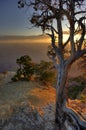 Lone Grand Canyon Pine Tree Royalty Free Stock Photo