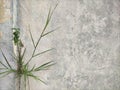 Lone grass growt at the wall Royalty Free Stock Photo