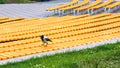 A lone gray city crow sits on the benches of a summer concert venue