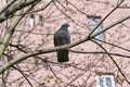 A lone gray dove sits on a tree branch.