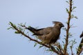 Lone gray go-away-bird perching on a tree branch in Marataba, South Africa