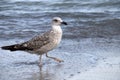 A gray seagull marching along the coast.