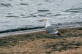 A lone gray gull, standing near the shore of Lake