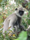 Lone gray langur monkey sitting on a tree branch, vertical shot