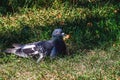 A lone gray pigeon rests on the green grass.