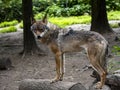 Lone Gray Wolf, Canis lupus, in a forest game reserve