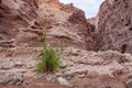 A lone green bush grows on the bank of a shallow stream on the Wadi Numeira hiking trail in Jordan