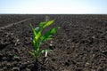 Lone Green Corn Plant Royalty Free Stock Photo