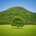 Lone green horse chestnut tree in spring