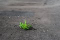 A lone green plant makes its way through the new grey asphalt