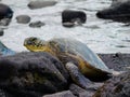 Green sea turtle resting head on lava stone on black sand beach