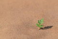 A lone green sprout survived in desert