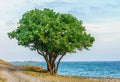 Lone green terebinth tree with spreading branches and multiple trunks on Black Sea shore at Anapa resort, Russia