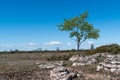 Lone green tree in a barren landscape