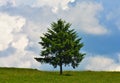 Lone green tree on a filed with the sky on the background