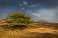 Lone green tree floating in the air in African desert on island of Sal with scenic blue sky
