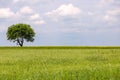 A lone green tree, located on the left, in the middle of a lush green field. The meaning of life Royalty Free Stock Photo