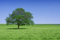 Lone green tree in nature