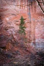 Lone Green Tree Near Shear Red Rock Face