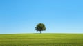 Lone Tree Standing in a Vibrant Green Field Under a Clear Blue Summer Sky Royalty Free Stock Photo