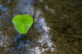 Lone green water lily leaf