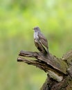 lone grey-bellied cuckoo perched on a dead tree branch Royalty Free Stock Photo