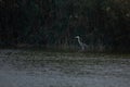 Lone Grey heron hunting in the lake at dusk Royalty Free Stock Photo