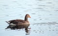 Lone greylag goose swimming in light coloured water.