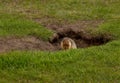 Sleepy Ground Squirrel In A Banff Park