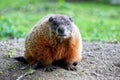 Groundhog, or woodchuck, looking at camera