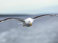 Lone gull flies on the horizon above the sea Royalty Free Stock Photo