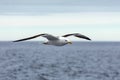 Lone gull flies on the horizon above the sea Royalty Free Stock Photo