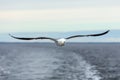 Lone gull flies on the horizon above the sea Royalty Free Stock Photo