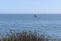 A lone hawk gliding over the southern California coast.