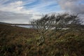 A lone hawthorn tree in autumn in Ireland